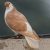 Profile picture of Morning Dove